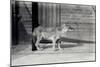 Siberian Wild Dog or Dhole at London Zoo, October 1916-Frederick William Bond-Mounted Photographic Print