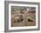 Sibiu from the Evangelical Cathedral, Sibiu, Transylvania, Romania, Europe-Gary Cook-Framed Photographic Print