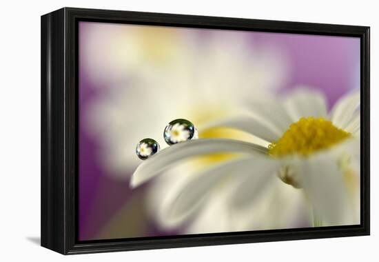 Siblings Drops-Heidi Westum-Framed Premier Image Canvas