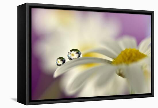 Siblings Drops-Heidi Westum-Framed Premier Image Canvas