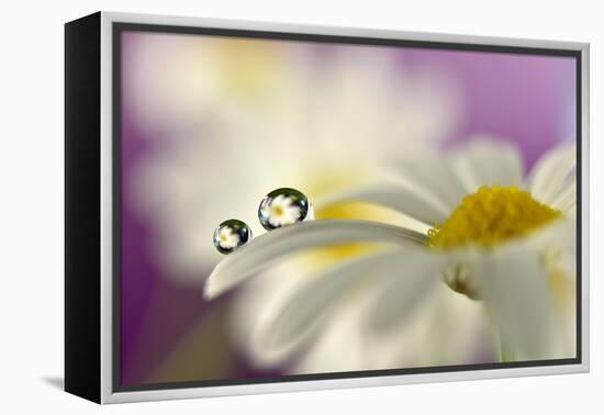 Siblings Drops-Heidi Westum-Framed Premier Image Canvas