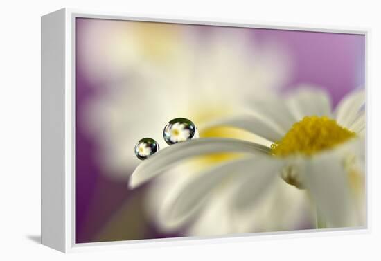 Siblings Drops-Heidi Westum-Framed Premier Image Canvas