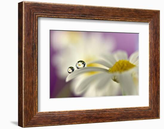 Siblings Drops-Heidi Westum-Framed Photographic Print