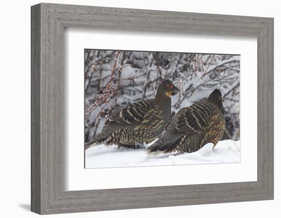 Sichuan Pheasant Partridges (Tetraophasis Szechenyii) In Snow, Yajiang County, Sichuan Province-Dong Lei-Framed Photographic Print