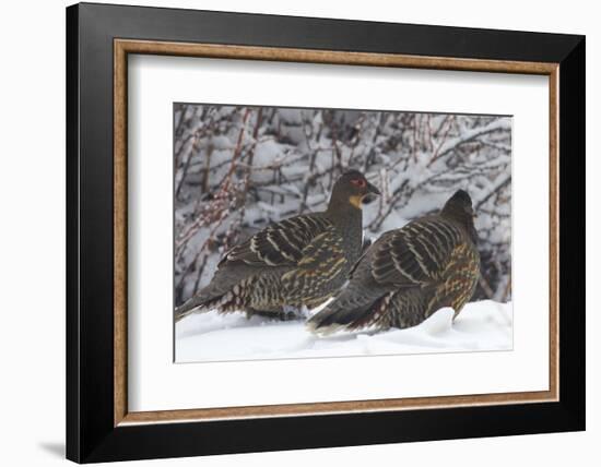 Sichuan Pheasant Partridges (Tetraophasis Szechenyii) In Snow, Yajiang County, Sichuan Province-Dong Lei-Framed Photographic Print