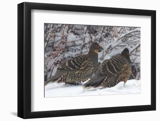 Sichuan Pheasant Partridges (Tetraophasis Szechenyii) In Snow, Yajiang County, Sichuan Province-Dong Lei-Framed Photographic Print