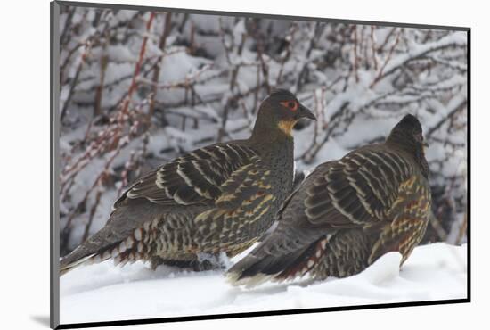 Sichuan Pheasant Partridges (Tetraophasis Szechenyii) In Snow, Yajiang County, Sichuan Province-Dong Lei-Mounted Photographic Print