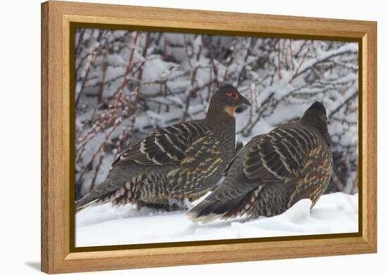 Sichuan Pheasant Partridges (Tetraophasis Szechenyii) In Snow, Yajiang County, Sichuan Province-Dong Lei-Framed Premier Image Canvas