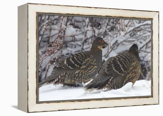 Sichuan Pheasant Partridges (Tetraophasis Szechenyii) In Snow, Yajiang County, Sichuan Province-Dong Lei-Framed Premier Image Canvas