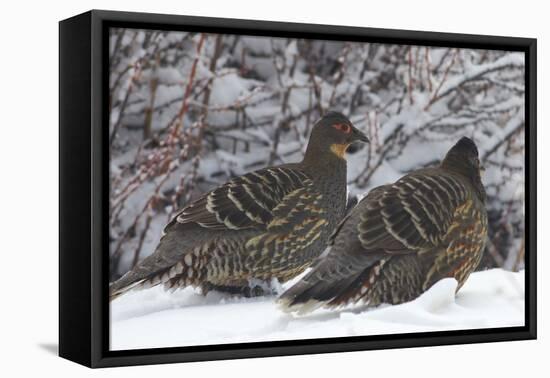 Sichuan Pheasant Partridges (Tetraophasis Szechenyii) In Snow, Yajiang County, Sichuan Province-Dong Lei-Framed Premier Image Canvas