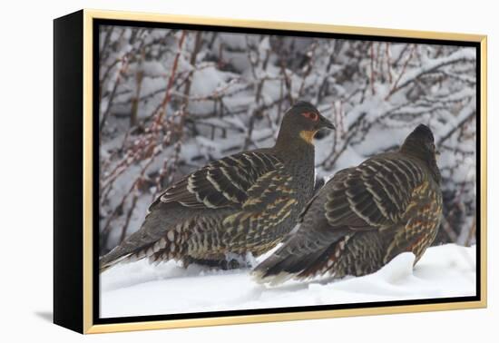 Sichuan Pheasant Partridges (Tetraophasis Szechenyii) In Snow, Yajiang County, Sichuan Province-Dong Lei-Framed Premier Image Canvas