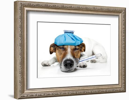 Sick Dog Fever Pain-Javier Brosch-Framed Photographic Print