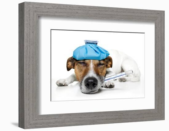 Sick Dog Fever Pain-Javier Brosch-Framed Photographic Print