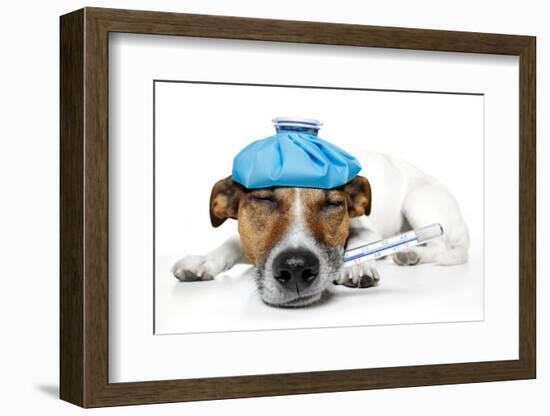 Sick Dog Fever Pain-Javier Brosch-Framed Photographic Print