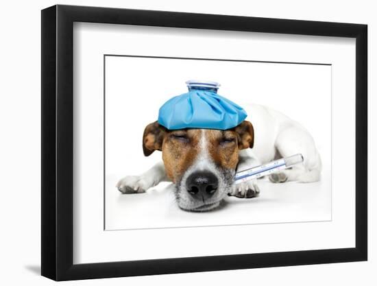 Sick Dog Fever Pain-Javier Brosch-Framed Photographic Print