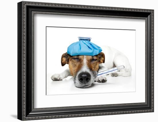 Sick Dog Fever Pain-Javier Brosch-Framed Photographic Print