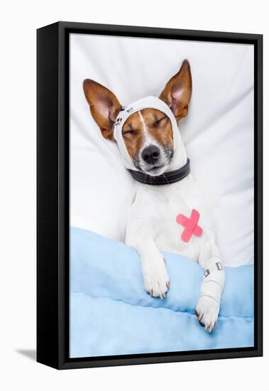 Sick Dog with Bandages Lying on Bed-Javier Brosch-Framed Premier Image Canvas