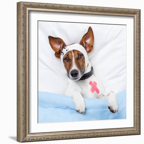 Sick Dog With Bandages Lying On Bed-Javier Brosch-Framed Photographic Print