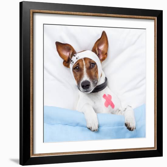 Sick Dog With Bandages Lying On Bed-Javier Brosch-Framed Photographic Print