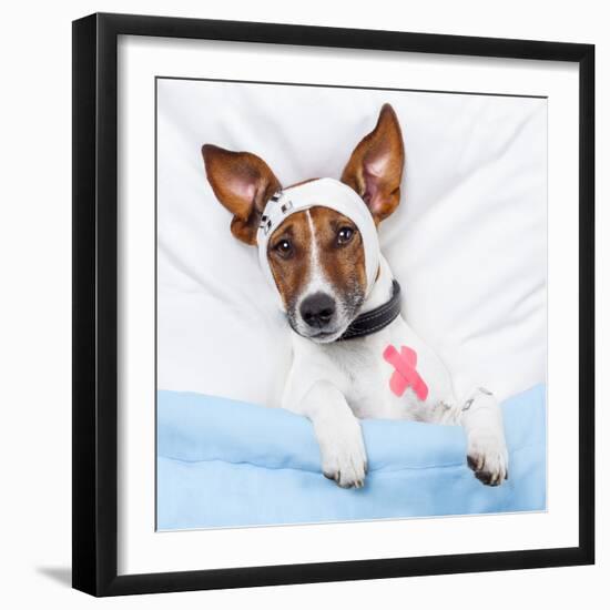 Sick Dog With Bandages Lying On Bed-Javier Brosch-Framed Photographic Print