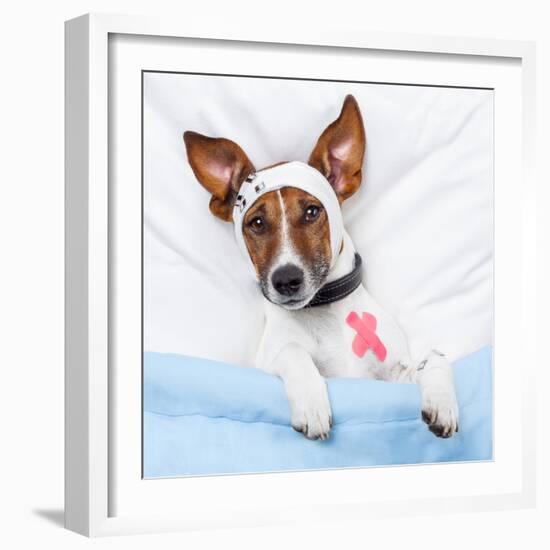 Sick Dog With Bandages Lying On Bed-Javier Brosch-Framed Photographic Print