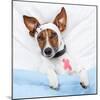 Sick Dog With Bandages Lying On Bed-Javier Brosch-Mounted Photographic Print