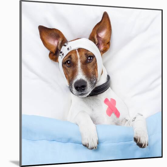 Sick Dog With Bandages Lying On Bed-Javier Brosch-Mounted Photographic Print