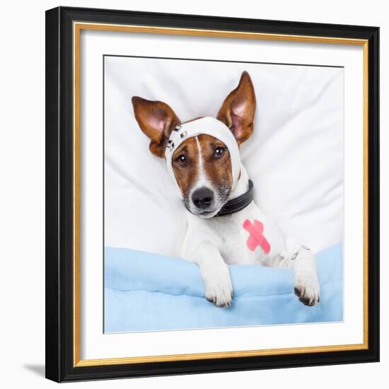 Sick Dog With Bandages Lying On Bed-Javier Brosch-Framed Photographic Print