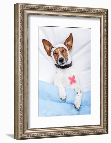 Sick Dog with Bandages Lying on Bed-Javier Brosch-Framed Photographic Print