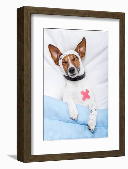 Sick Dog with Bandages Lying on Bed-Javier Brosch-Framed Photographic Print
