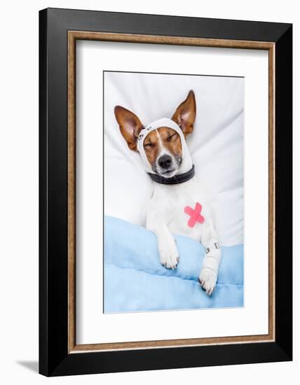 Sick Dog with Bandages Lying on Bed-Javier Brosch-Framed Photographic Print