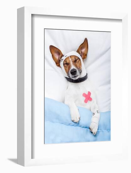 Sick Dog with Bandages Lying on Bed-Javier Brosch-Framed Photographic Print