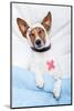 Sick Dog with Bandages Lying on Bed-Javier Brosch-Mounted Photographic Print