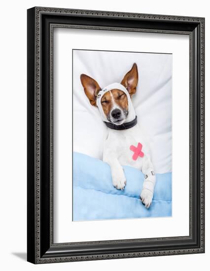 Sick Dog with Bandages Lying on Bed-Javier Brosch-Framed Photographic Print