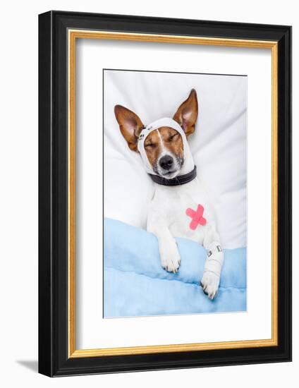 Sick Dog with Bandages Lying on Bed-Javier Brosch-Framed Photographic Print