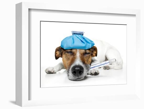 Sick Dog-Javier Brosch-Framed Photographic Print