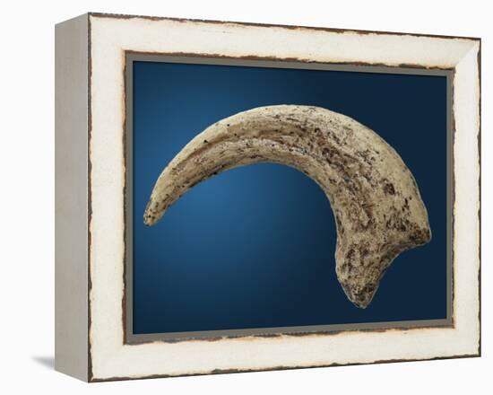 Sickle shaped talon of a Velociraptor-Walter Geiersperger-Framed Premier Image Canvas