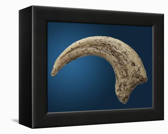 Sickle shaped talon of a Velociraptor-Walter Geiersperger-Framed Premier Image Canvas