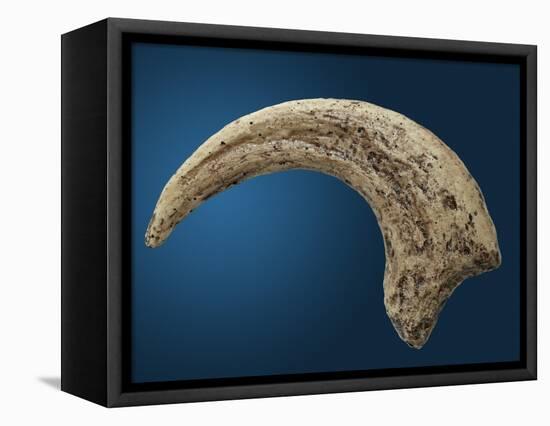 Sickle shaped talon of a Velociraptor-Walter Geiersperger-Framed Premier Image Canvas