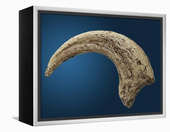 Sickle shaped talon of a Velociraptor-Walter Geiersperger-Framed Premier Image Canvas