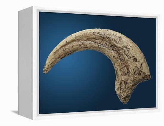 Sickle shaped talon of a Velociraptor-Walter Geiersperger-Framed Premier Image Canvas