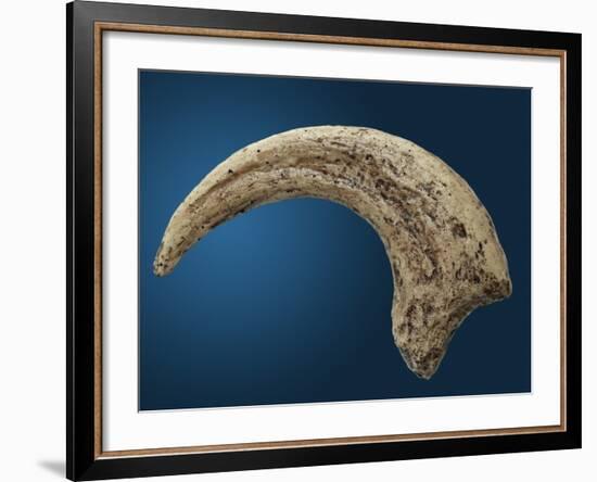 Sickle shaped talon of a Velociraptor-Walter Geiersperger-Framed Photographic Print