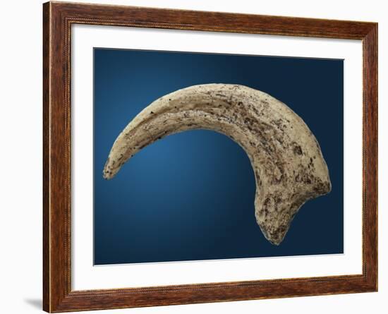 Sickle shaped talon of a Velociraptor-Walter Geiersperger-Framed Photographic Print