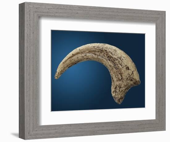 Sickle shaped talon of a Velociraptor-Walter Geiersperger-Framed Photographic Print