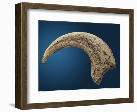 Sickle shaped talon of a Velociraptor-Walter Geiersperger-Framed Photographic Print