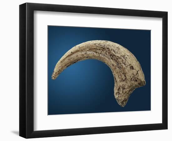 Sickle shaped talon of a Velociraptor-Walter Geiersperger-Framed Photographic Print