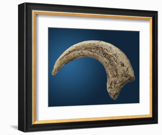 Sickle shaped talon of a Velociraptor-Walter Geiersperger-Framed Photographic Print