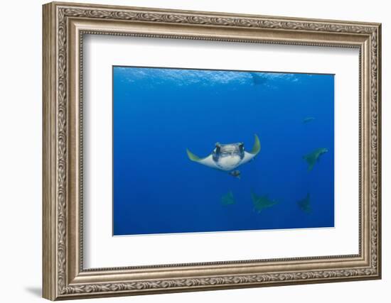 Sicklefin Mantas (Mobula Tarapacana), Azores, Princess Alice Bank, Atlantic Ocean, Portugal-Reinhard Dirscherl-Framed Photographic Print