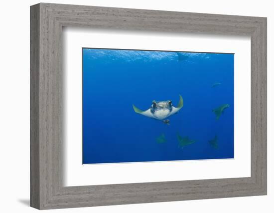 Sicklefin Mantas (Mobula Tarapacana), Azores, Princess Alice Bank, Atlantic Ocean, Portugal-Reinhard Dirscherl-Framed Photographic Print