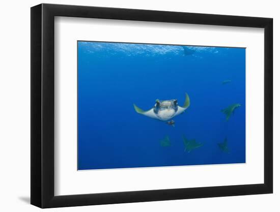 Sicklefin Mantas (Mobula Tarapacana), Azores, Princess Alice Bank, Atlantic Ocean, Portugal-Reinhard Dirscherl-Framed Photographic Print